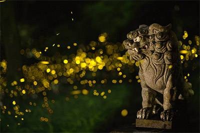 Fireflies!