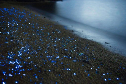 The Blue Diamonds of the Sea. 海ぼたる