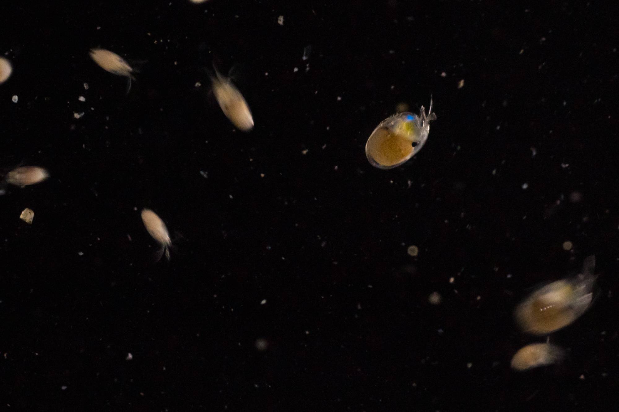 hint of blue just before releasing its bio-luminescence